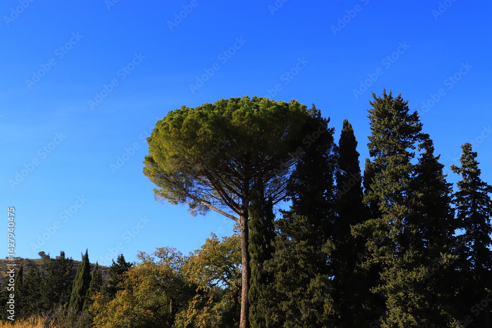 Obraz premium 南国の木