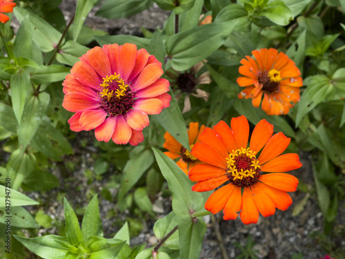 Close-Up of Vibrant Zinnia Flowers in Bloom