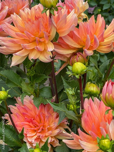 Vibrant Pink-Orange Flower in Bloom