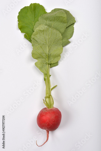 A single fresh red radish with vibrant green leaves lies on a plain light gray surface, captured from a top-down perspective