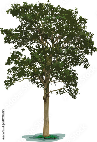 Tree vector