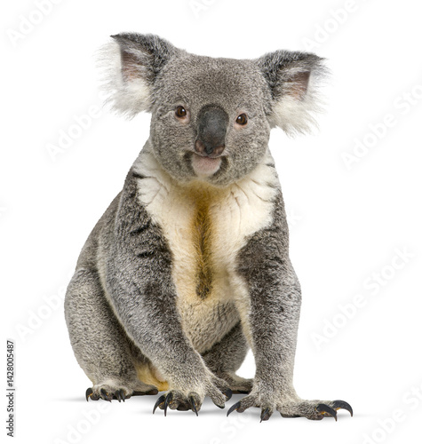 Photography Adorable koala sitting and looking forward on a transparent background, perfect