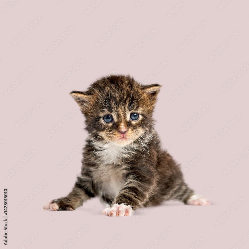 Obraz premium Cute baby maine coon cat crawling and playing on a pink studio background