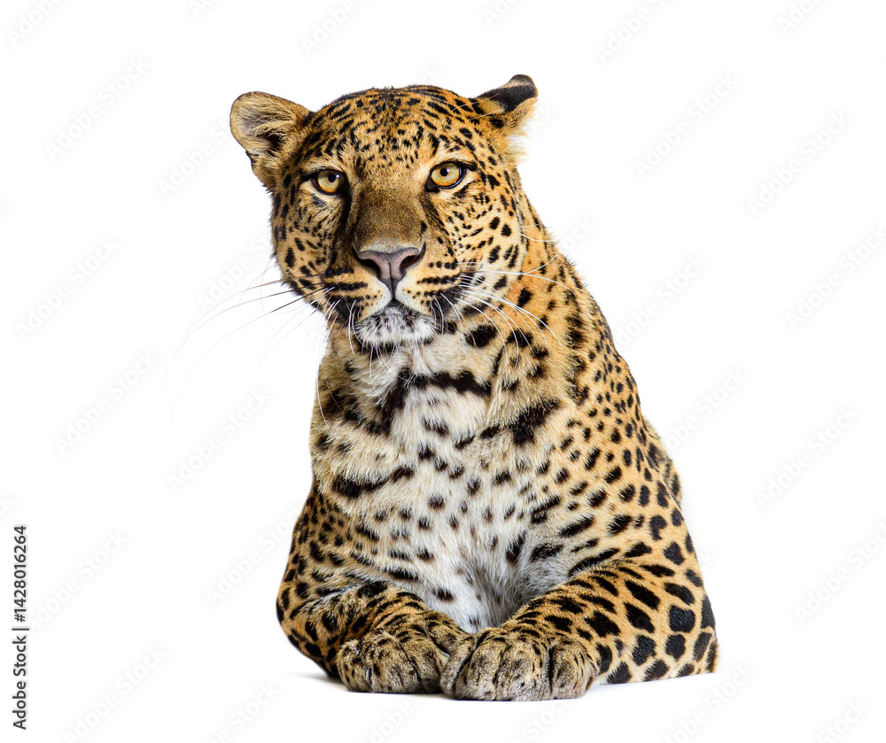 Majestic leopard relaxing, displaying its striking fur pattern Majestic leopard relaxing, displaying its striking fur pattern