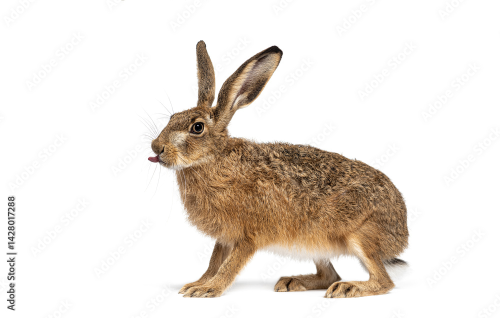 Side view of a European hare or brown hare, lepus europaeus, showing tongue, sitting and looking away isolated on white