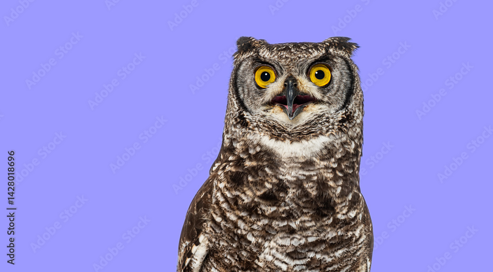 Fototapeta premium Head shot of a spotted eagle owl, bubo africanus, also known as african eagle owl, looking up with its beak open on purple background