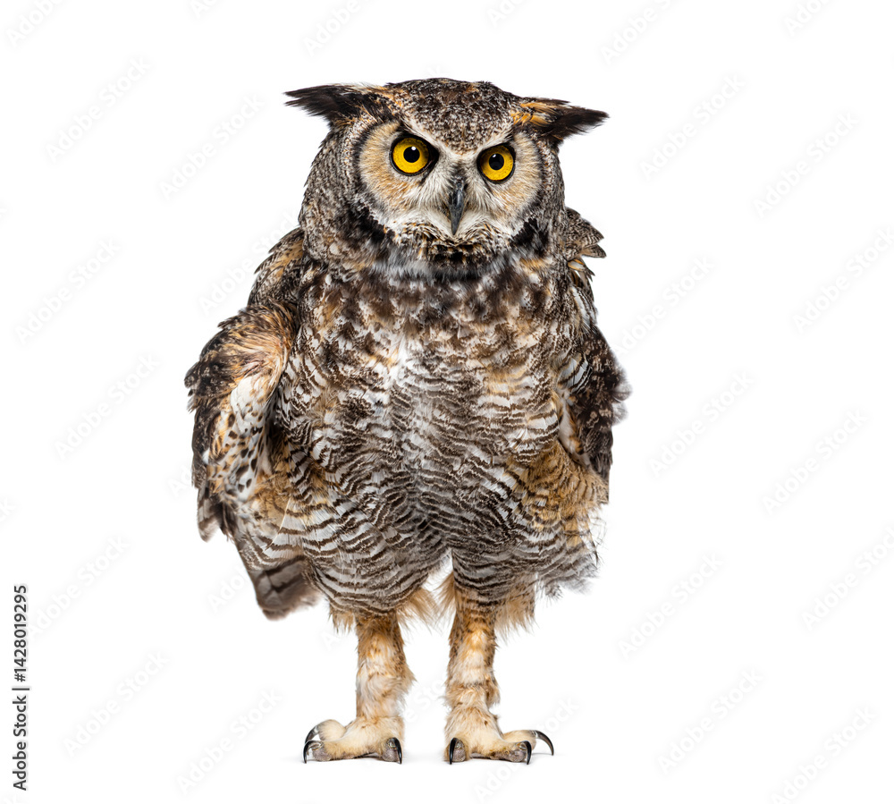 Fototapeta premium Great horned owl, Bubo virginianus saturatus, or tiger owl, ruffling feathers looking impressive, isolated on white