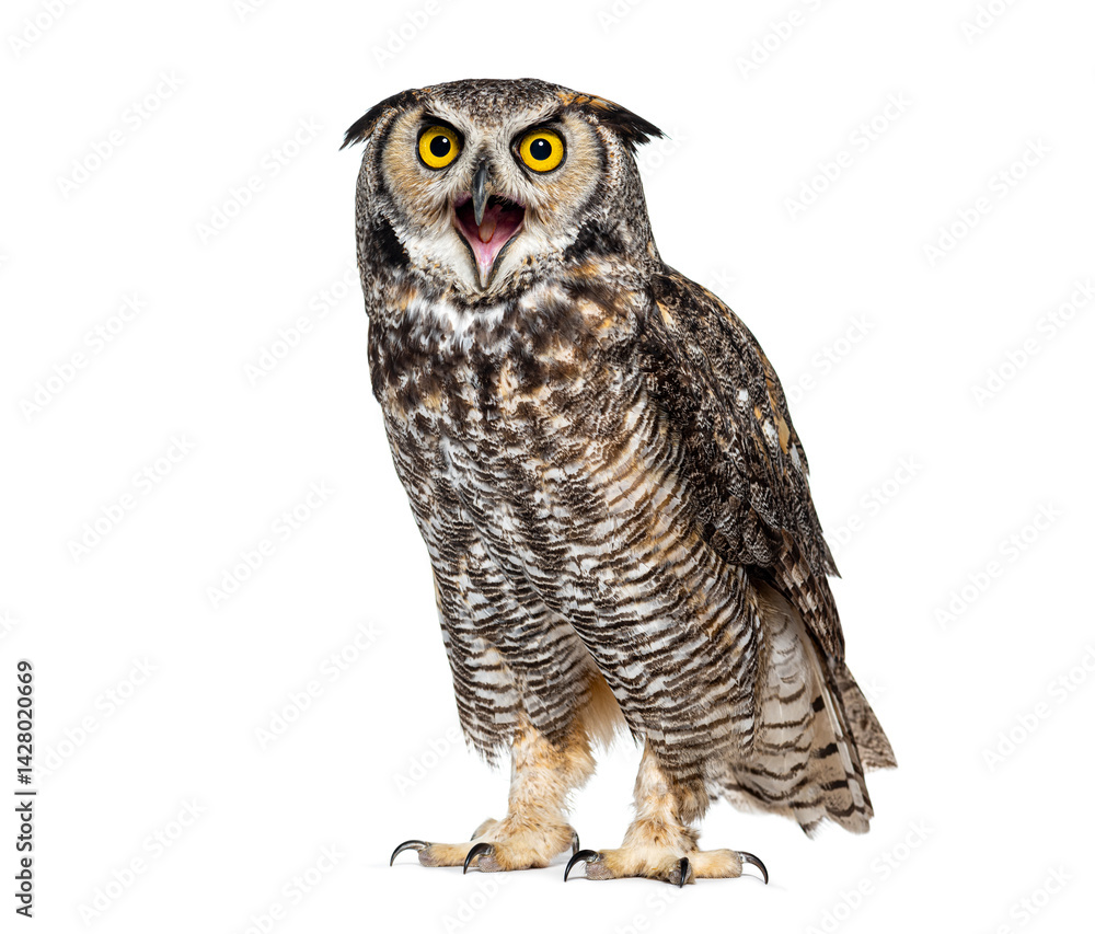 Fototapeta premium Expressive and looking angry Great horned owl bird, Bubo virginianus saturatus, or tiger owl, beak wide open, isolated on white