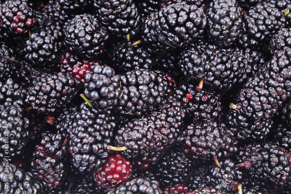 Close up of ripe mulberry berries Close up of ripe mulberry berries