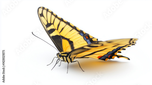 Detailed illustration of the two-tailed swallowtail, Papilio multicaudata, showcasing its distinctive yellow and black striped wings from Central America, isolated on white.


