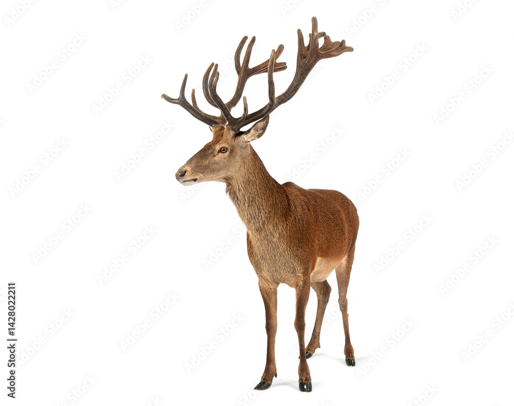 Fototapeta premium Red deer stag standing with large antlers on white background