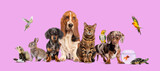 Large group of pets posing together on pink background