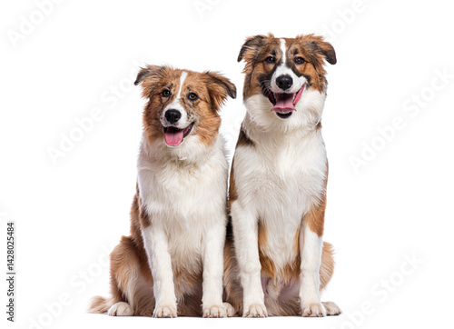 Photography Two happy mixed breed dogs sitting and panting on white background