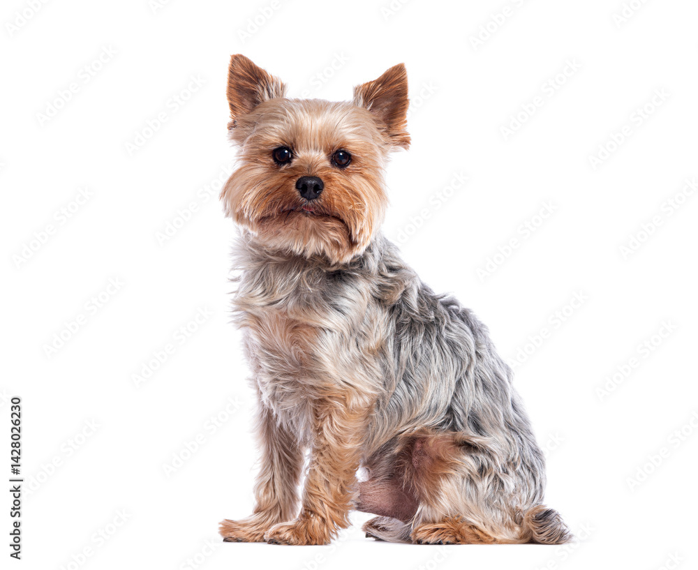 Yorkshire terrier sitting and looking at the camera on white background Yorkshire terrier sitting and looking at the camera on white background