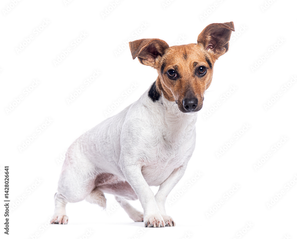 Obraz premium Jack russell terrier posing on white background