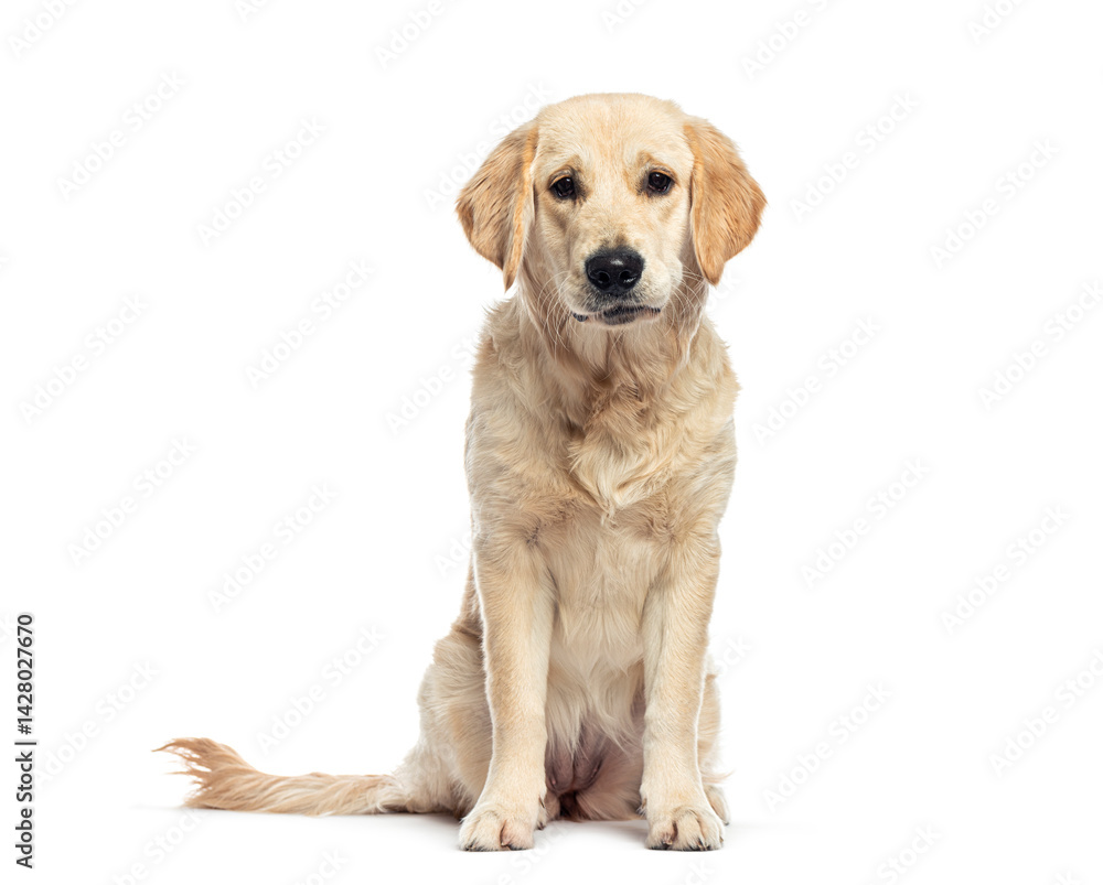 Golden retriever sitting and looking at camera on white background Golden retriever sitting and looking at camera on white background