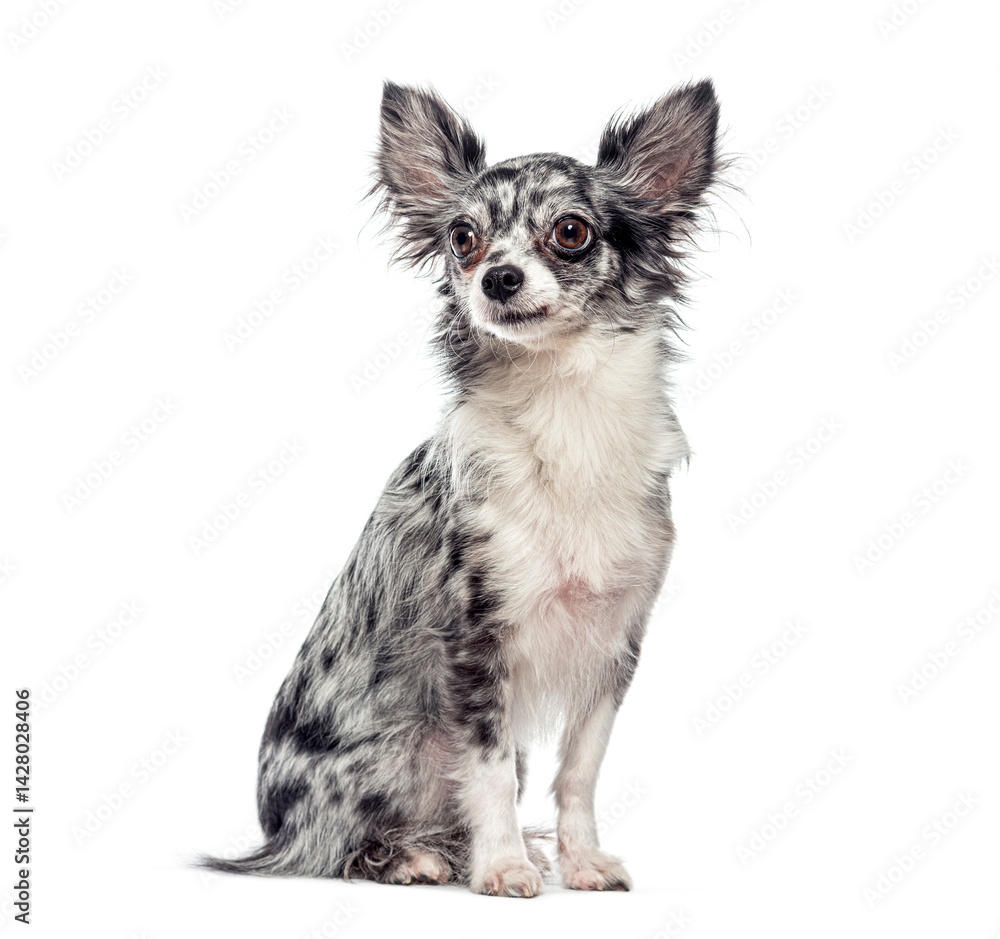 Merle chihuahua sitting and looking away on white background Merle chihuahua sitting and looking away on white background