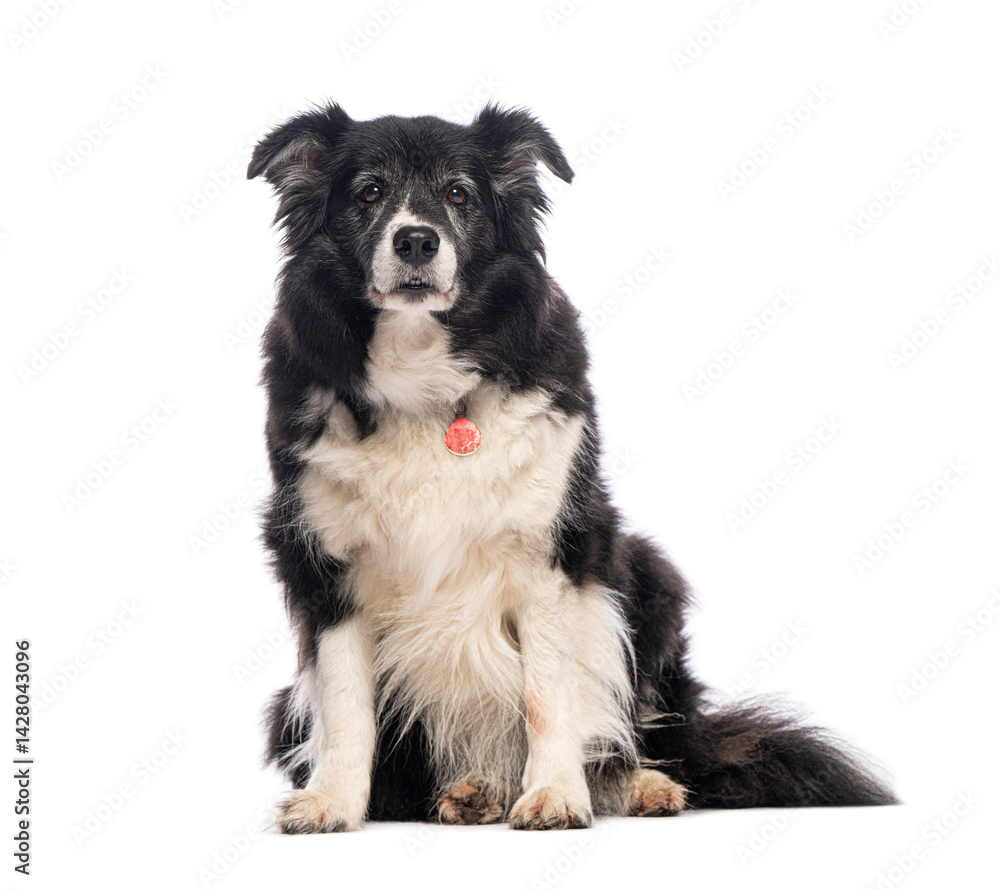 Obraz premium Senior border collie dog sitting and looking at camera on white background