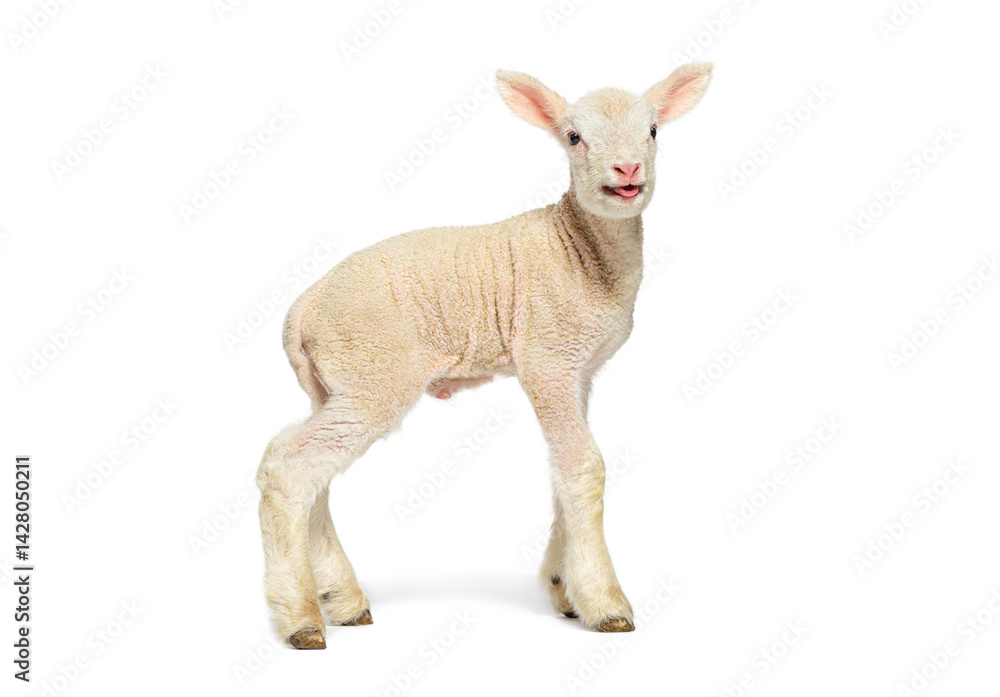 Cute lamb standing and bleating on white background