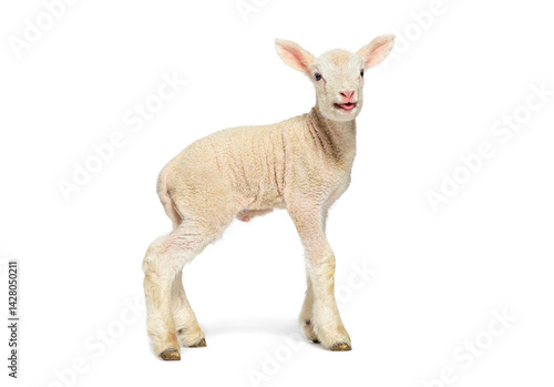 Obraz na płótnie Cute lamb standing and bleating on white background w salonie