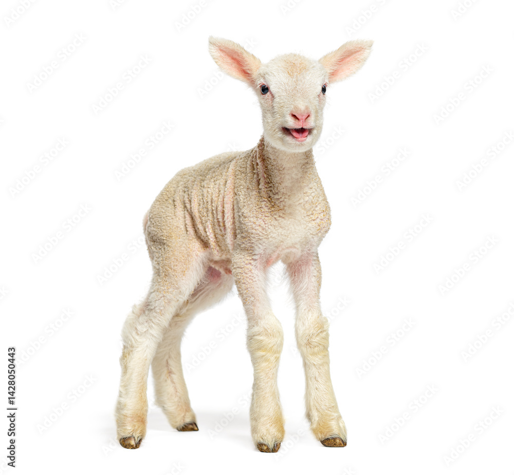 Lamb standing and bleating on white background Lamb standing and bleating on white background