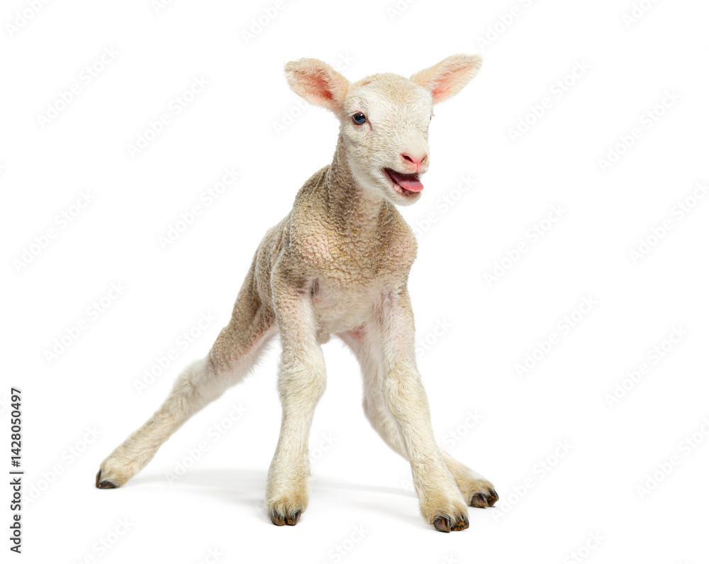 Lamb stretching legs on white background