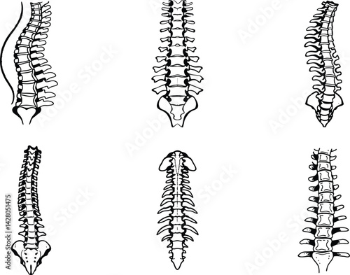 Human spine anatomy variations sketch style medical and educational illustration