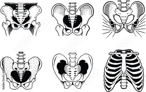 Different anatomical pelvis and rib cage illustrations depicting skeletal system with black outline