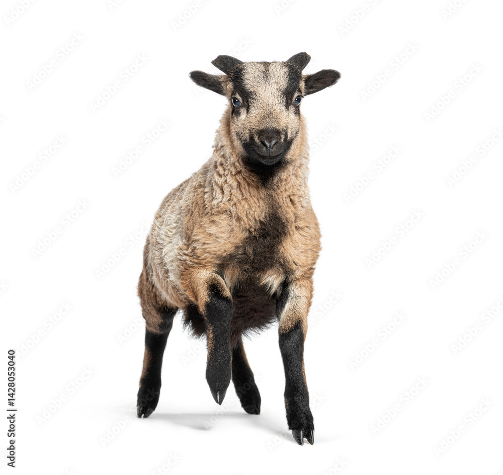 Cute cameroon lamb jumping and playing on white background