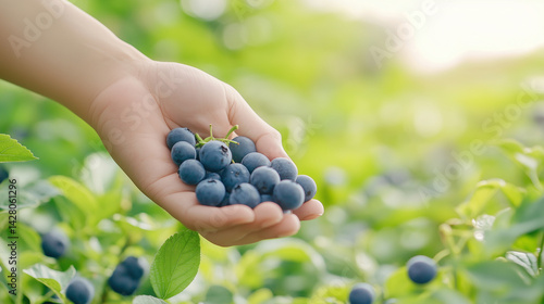 Blueberries are being collected from the bushes on the plantation by a farmer