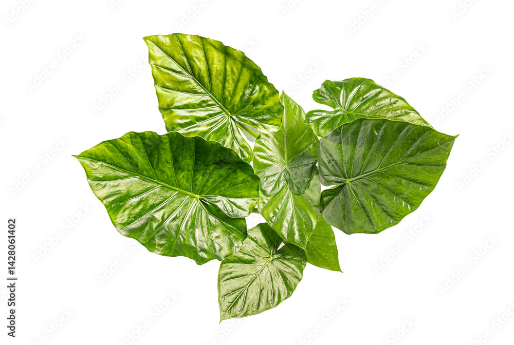 Vibrant green alocasia leaves creating lush tropical ambiance