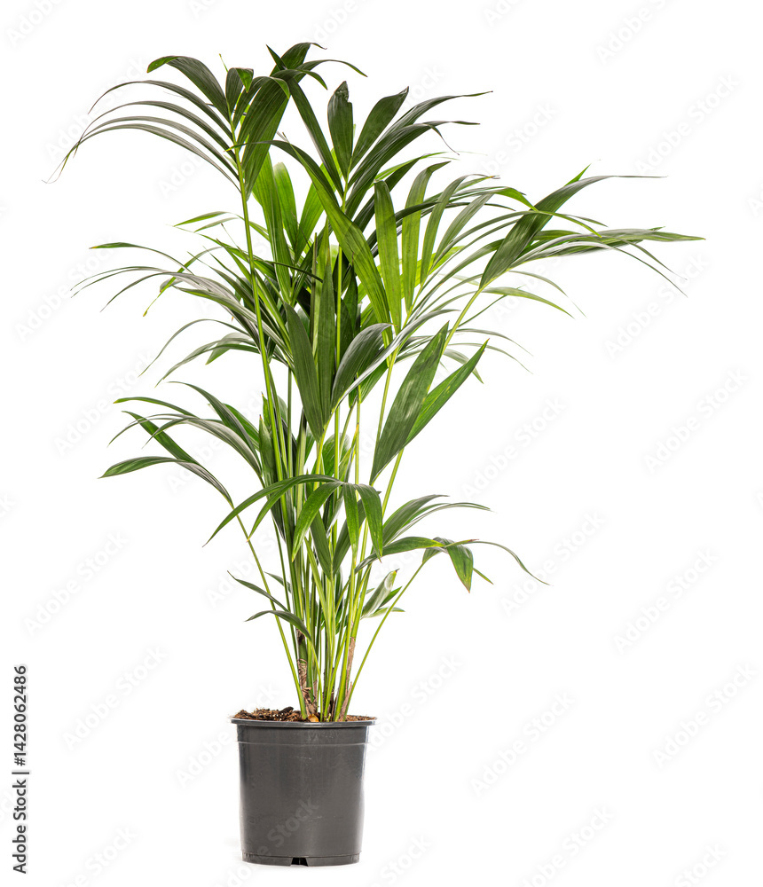 Parlor palm growing in pot isolated on white background Parlor palm growing in pot isolated on white background