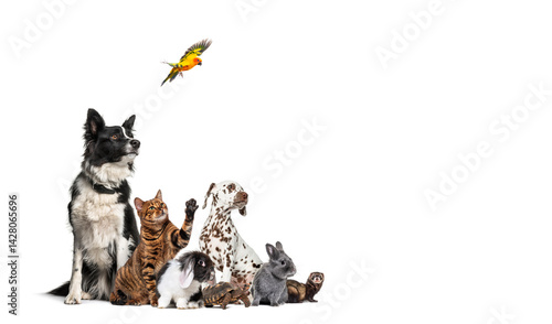 Large group of pets looking up at flying sun conure parrot