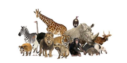 Group of wild animals posing together on transparent background