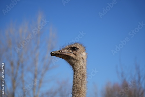 Close-up portrait of an ostrich against a clear blue sky