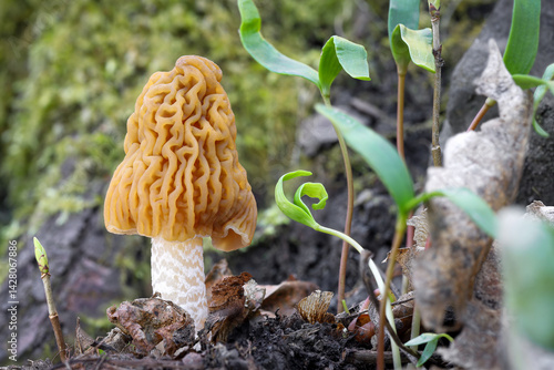 Canvastavla Close-up shot of edible tasty spring mushroom Verpa bohemica