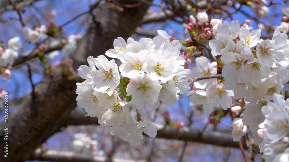 桜 桜