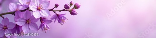 delicate and exotic wisteria blooms on pale light purple background with no distracting elements, blossom, landscape