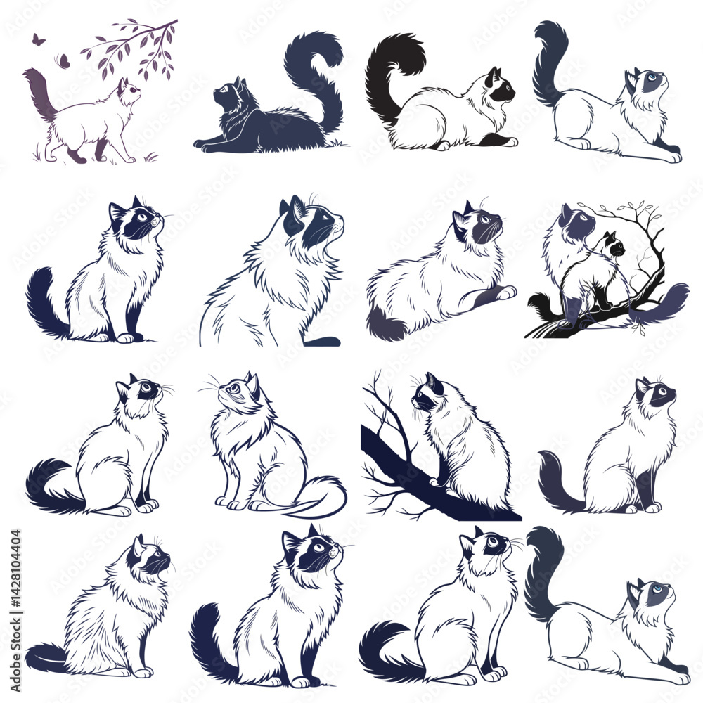 Obraz premium silhouette ragdoll cat on white background