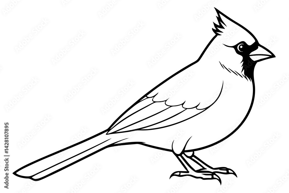 Fototapeta premium cardinal silhouette line art vector illustration with a white background