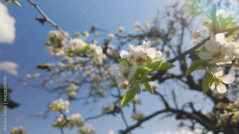 Bee collecting nectar from cherry blossom on sunny day in slowmotion Bee collecting nectar from cherry blossom on sunny day in slowmotion