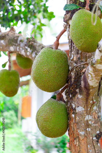 Obraz na płótnie jackfruit. Unique in its size and very tasty unusual fruit of Thailand. w salonie