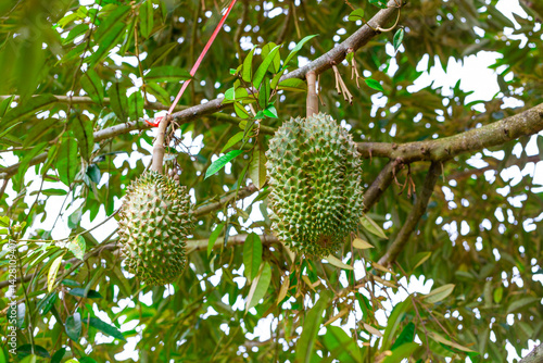 Obraz na płótnie Durian, famous fruit in Thailand w salonie