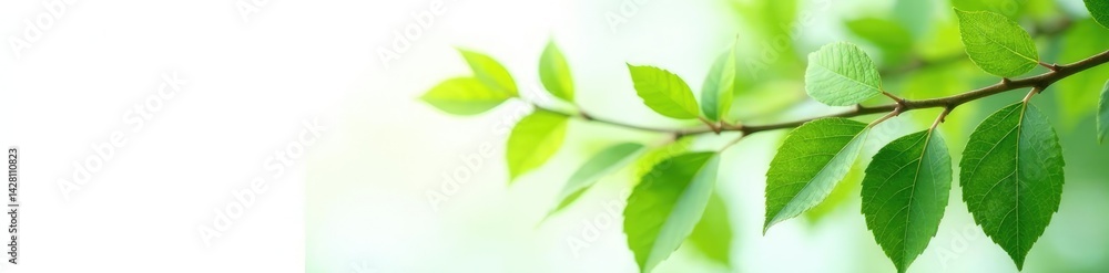 Fototapeta premium Leafy branches with delicate veins on white background, greenery, plant