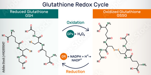 Glutathione redox cycle infographic with chemical structures of glutathione GSH and glutathione disulfide GSSG