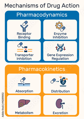 Mechanisms of drug action infographic. Pharmacodynamics and pharmacokinetics overview