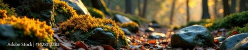 Lichen-covered rocks in the forest with golden light, lichen, autumn