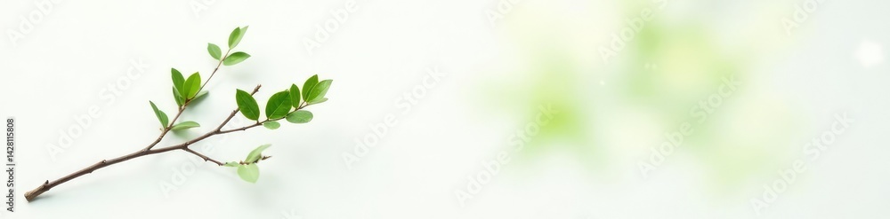 Obraz premium Single branch with green leaves against a clean white surface, foliage, branches