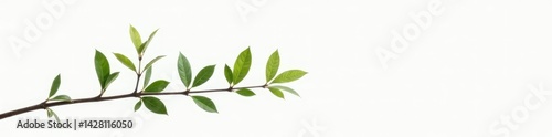 Single branch with small leaves and twigs on white background, plant, minimalist