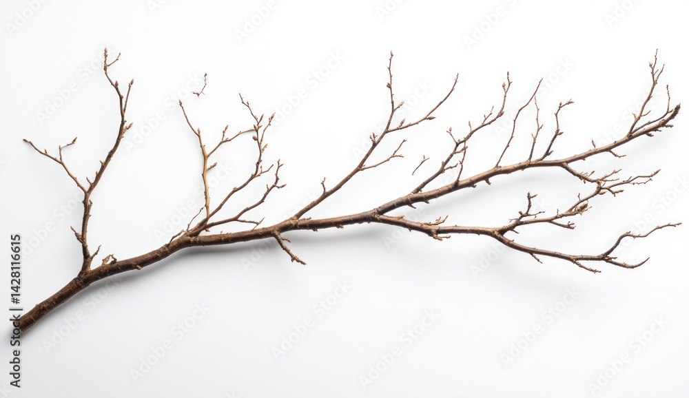 Dry Branch with Twigs Isolated on White Background for Artistic or Nature Photography Projects Dry Branch with Twigs Isolated on White Background for Artistic or Nature Photography Projects